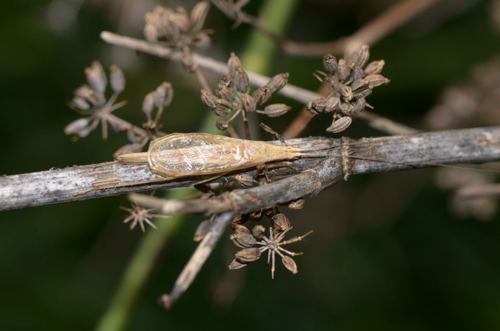 Oechantus cfr. pelluncens (Gryllidae)